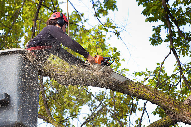 Best Tree Cutting Near Me  in Blissfield, MI